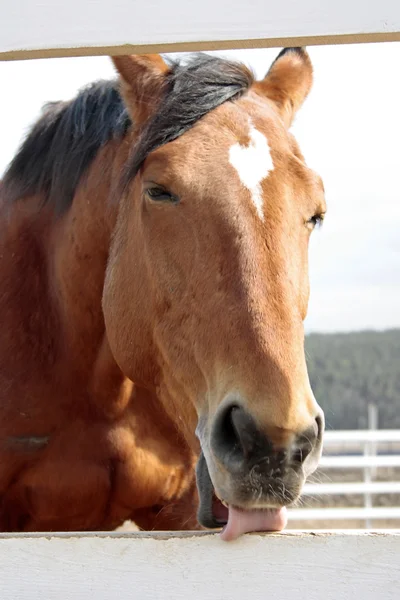 Braunes Pferd leckt Zungenzaun — Stockfoto