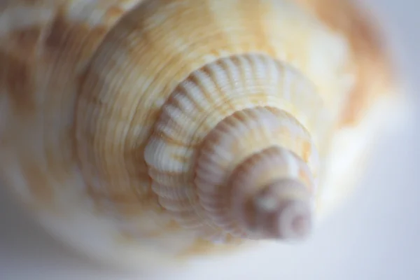 stock image Seashell