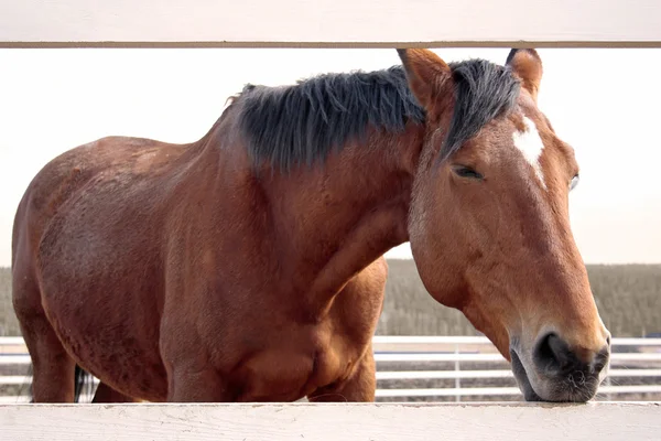 Καφέ άλογο licking γλώσσα φράχτη — Φωτογραφία Αρχείου