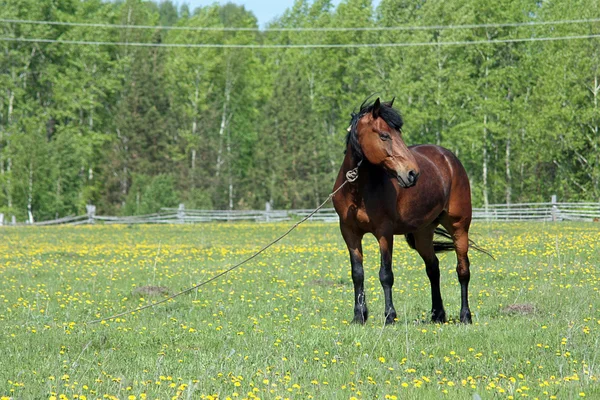 Belo cavalo em um prado verde — Fotografia de Stock