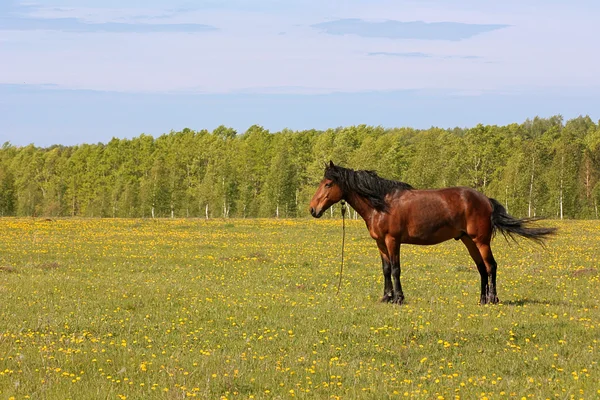 Belo cavalo marrom em um prado verde — Fotografia de Stock
