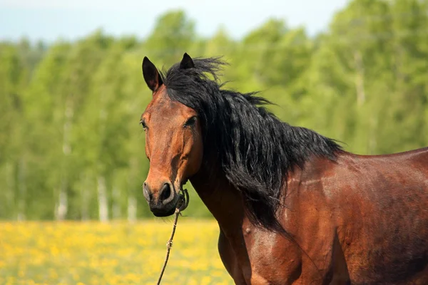 Barna ló a legelőn — Stock Fotó