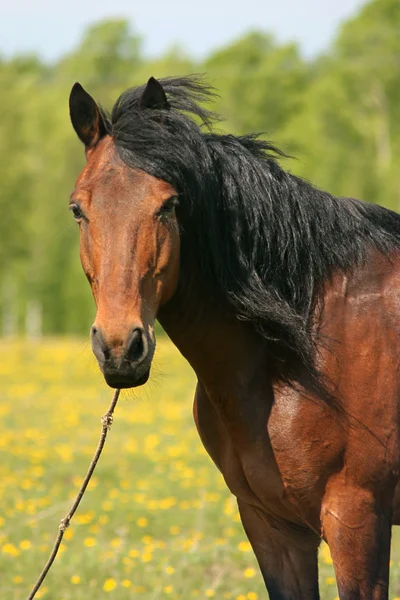 Ein Pferd auf einer grünen Wiese — Stockfoto