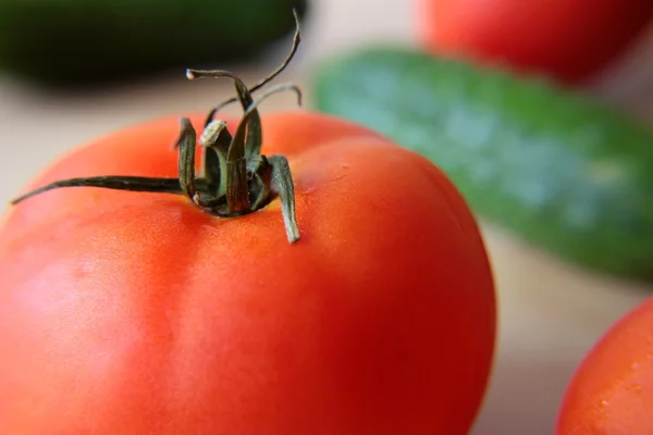 Punainen kypsä tomaatti — kuvapankkivalokuva