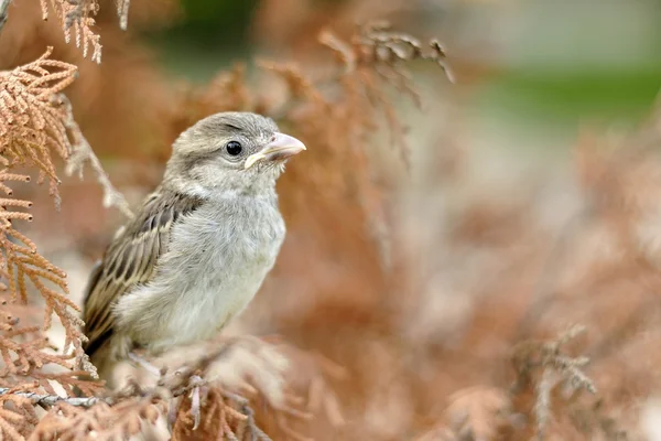 The lonely sparrow — Stock Photo, Image