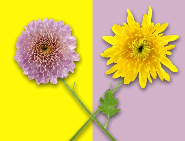 Duas flores — Fotografia de Stock