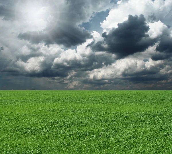 Grönt gräs och cloudly himmel — Stockfoto