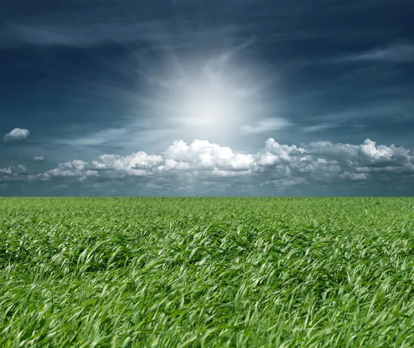 Green grass and blue cloudly sky — Stock Photo, Image