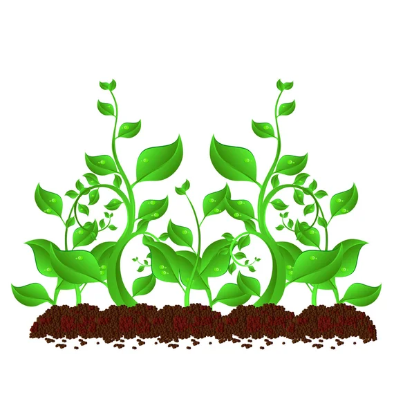 Plants2 — Stockový vektor