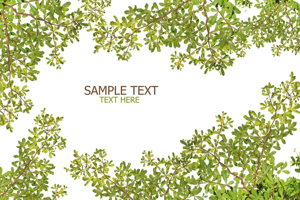 Grüne Blätter auf weißem Hintergrund — Stockfoto