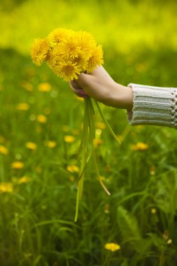 Kızlar el parlak sarı dandelions bir buket tutarak