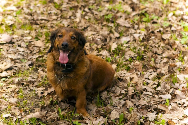 Hund i skogen — Stockfoto
