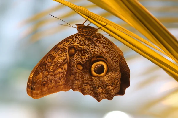 Mariposa sobre fondo natural — Foto de Stock