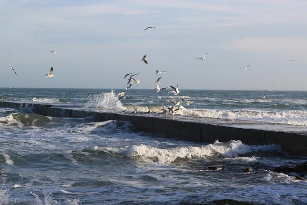 stock image Black Sea