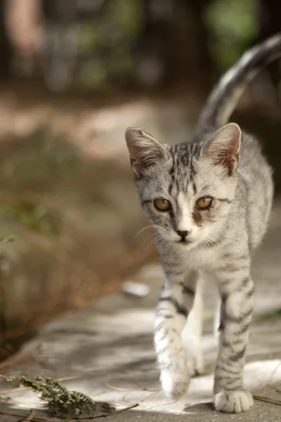 Küçük tüylü gri kedi — Stok fotoğraf