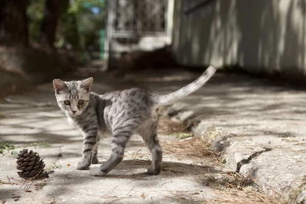 Маленький пушистый серый котенок — стоковое фото