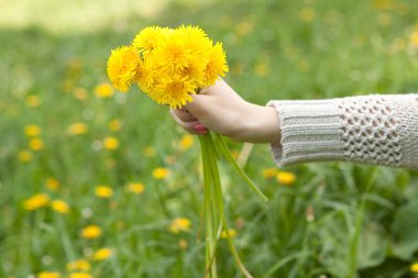 A bouquet of dandelions clipart