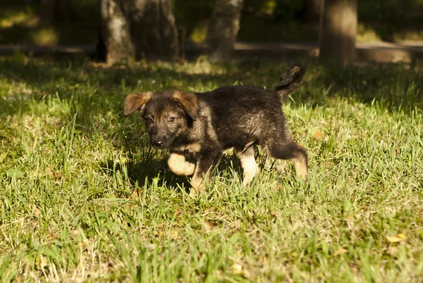Cute mongrel pup — Stock Photo, Image