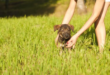 güzel köpek yavrusu