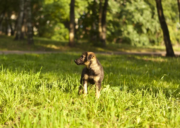 Beautiful puppy — Stock Photo, Image