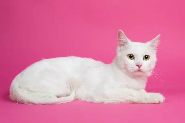 pembe bir arka plan üzerinde beyaz ve güzel bir kedi