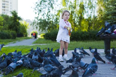 küçük kızın güvercinleri kentsel mavi-gri besleme