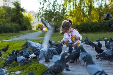 küçük kızın güvercinleri kentsel mavi-gri besleme
