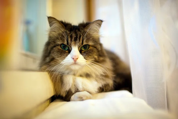 Gato irritado — Fotografia de Stock