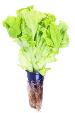 Hydroponic green lettuce clipart