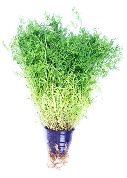 Aneto verde — Foto Stock