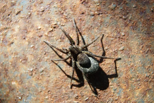 Araignée veuve noire — Photo