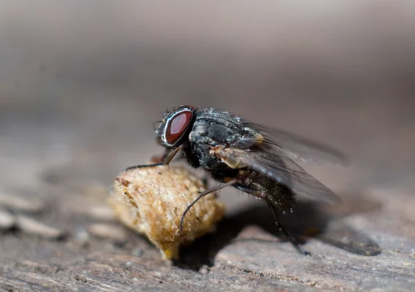 Μια μύγα τρώει το κομμάτι του ψωμιού — Φωτογραφία Αρχείου