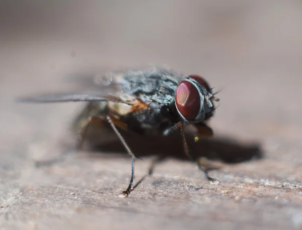 Ленивая муха крупным планом. изолированные — стоковое фото