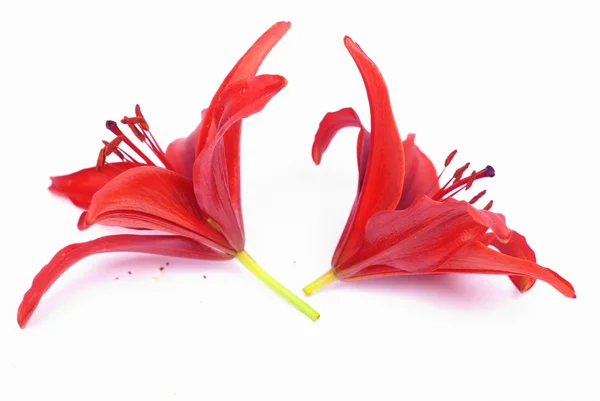 Red lilies — Stock Photo, Image