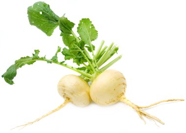 Turnip clipart