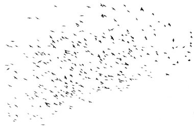 Birds flying clipart