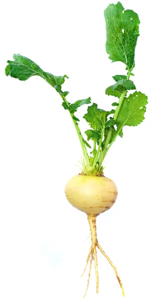 Turnip — Stock Photo, Image