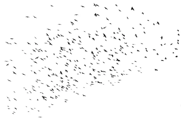 Uçan kuşlar — Stok fotoğraf