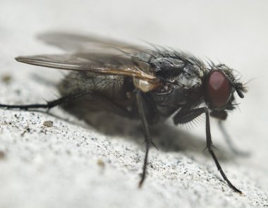 Fly closeup clipart