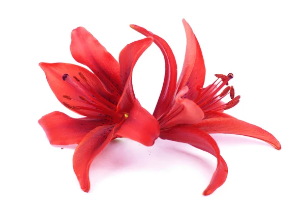 stock image Red lilies