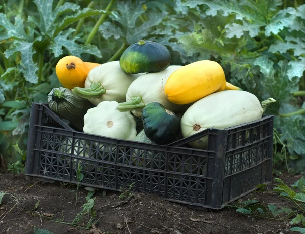 stock image Marrow in plastic box on earth