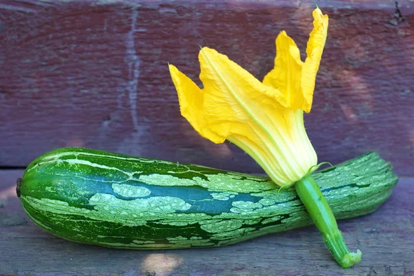 Green zucchini — Stock Photo, Image