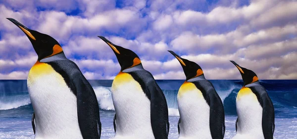 Четыре пингвина императора на фоне морских волн — стоковое фото