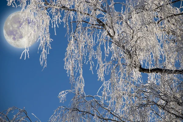 stock image Winter moon