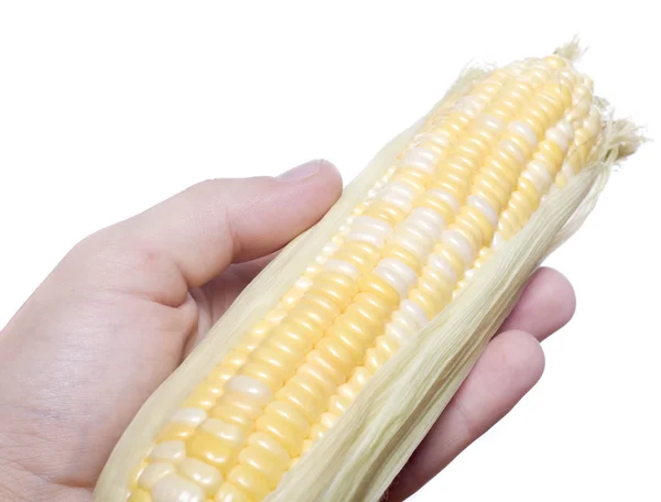 Visa av ett öra av majs i hand — Stockfoto