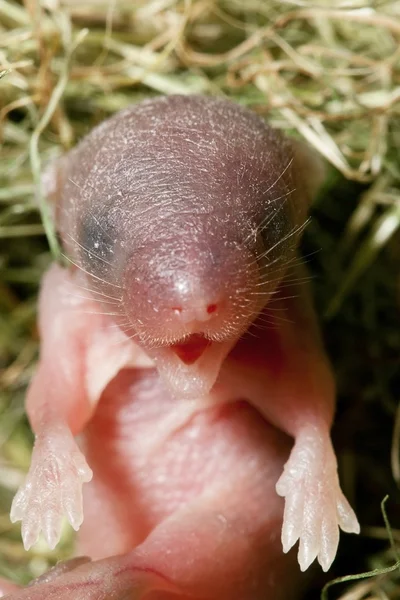 Детский портрет мыши — стоковое фото