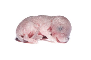 Newborn rodent clipart