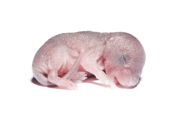 Newborn rodent — Stock Photo, Image