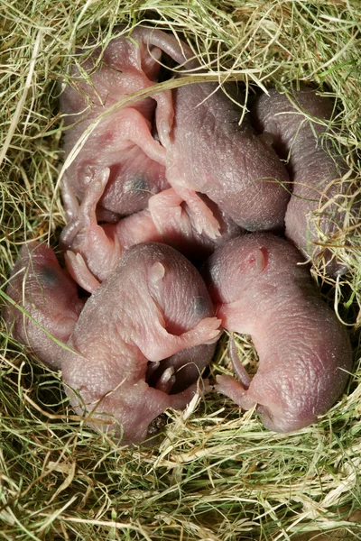 Nyfödda råttor — Stockfoto