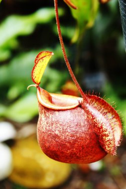 Nepenthes clipart